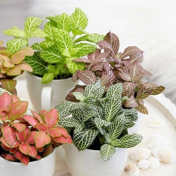 Fittonia used in terrarium anpflanzung