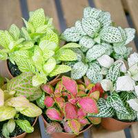 Fittonia verschaffeltii samen for anpflanzung
