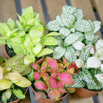 Fittonia verschaffeltii samen for anpflanzung