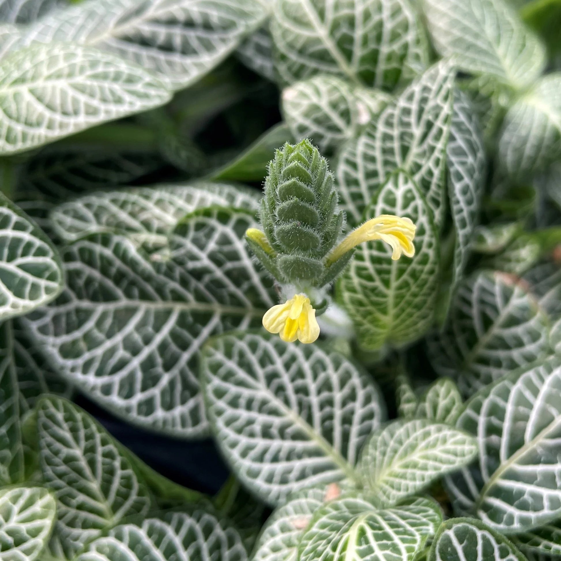Fittonia Albivenis – Weiß Nerve Blumensamen zur Aussaat – Garten beliebt – Traditionssorte & ohne Gentechnik Samen Hausgarten