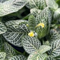 Fittonia Albivenis – Weiß Nerve Blumensamen zur Aussaat – Garten beliebt – Traditionssorte & ohne Gentechnik Samen Hausgarten