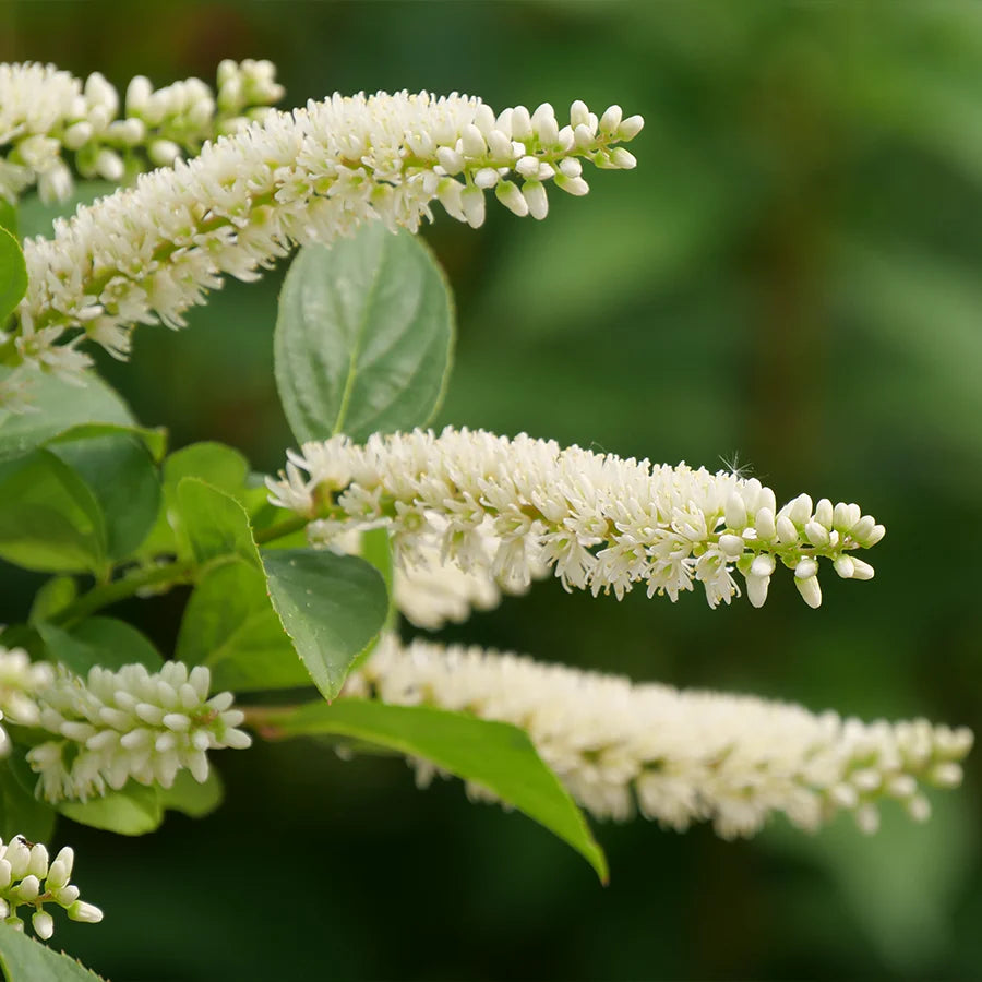 Weiß Sweetspire Blumensamen zur Aussaat – sonnenliebend – Traditionssorte & ohne Gentechnik Samen Hausgarten