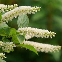 Weiß Sweetspire Blumensamen zur Aussaat – sonnenliebend – Traditionssorte & ohne Gentechnik Samen Hausgarten