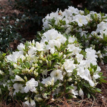 Azalee Blanco Blumensamen zur Aussaat duftend Blüten Traditionssorte & ohne Gentechnik Samen Hausgarten