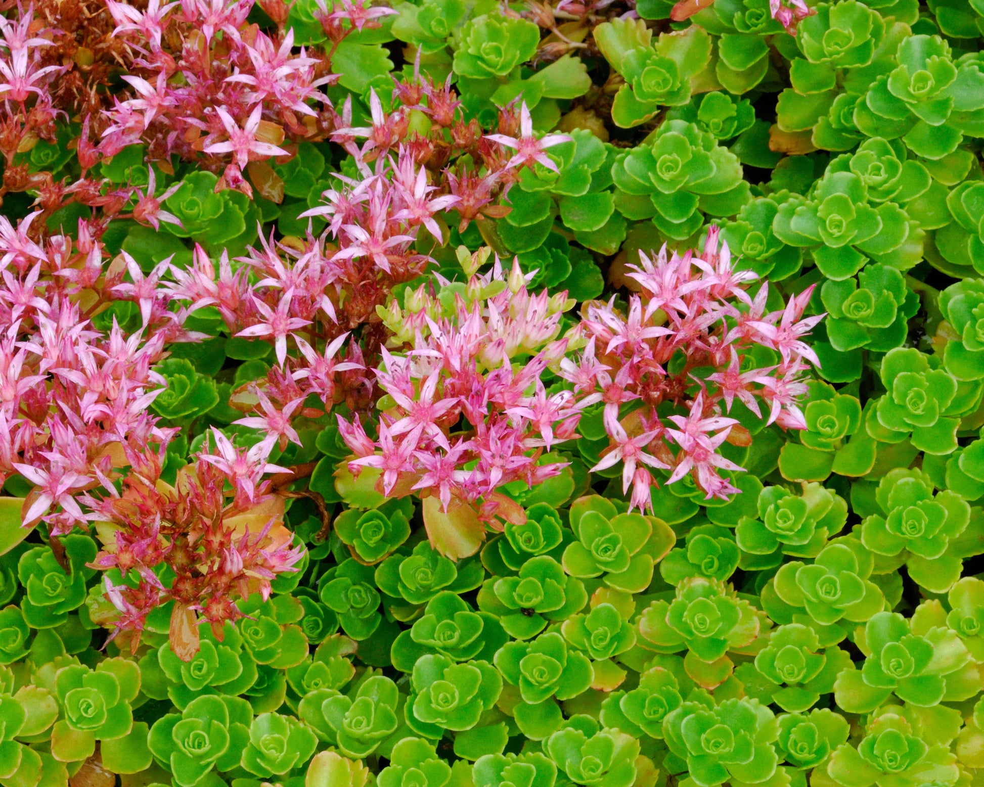 Carpet Sedum Blumensamen zur Aussaat Schnitt Blume beliebt Traditionssorte & ohne Gentechnik Samen Hausgarten
