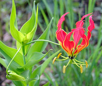 Gelb Rot Gloriosa Superba Blume Samen zur Aussaat