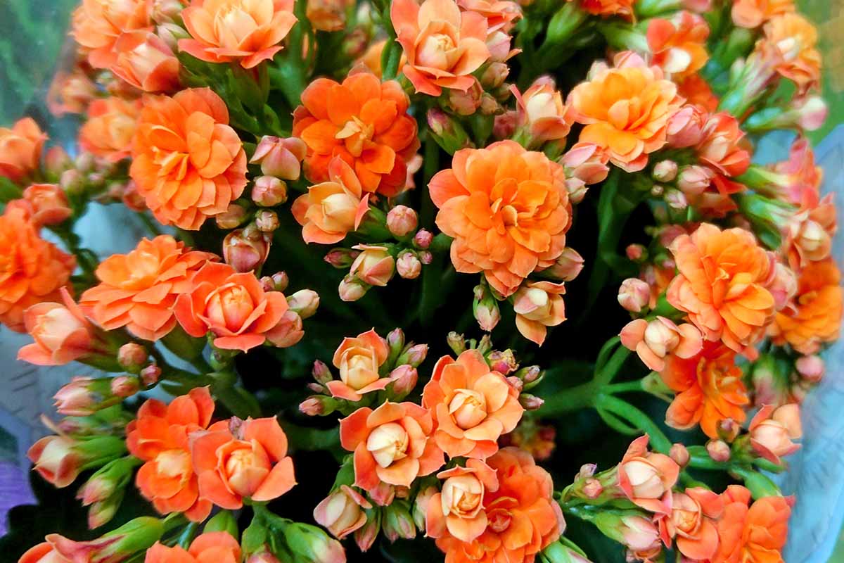 Orange Flammendes Käthchen Samen Anzucht leuchtend Succulent Blüten für Ihren Garten
