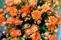 Orange Flammendes Käthchen Samen Anzucht leuchtend Succulent Blüten für Ihren Garten