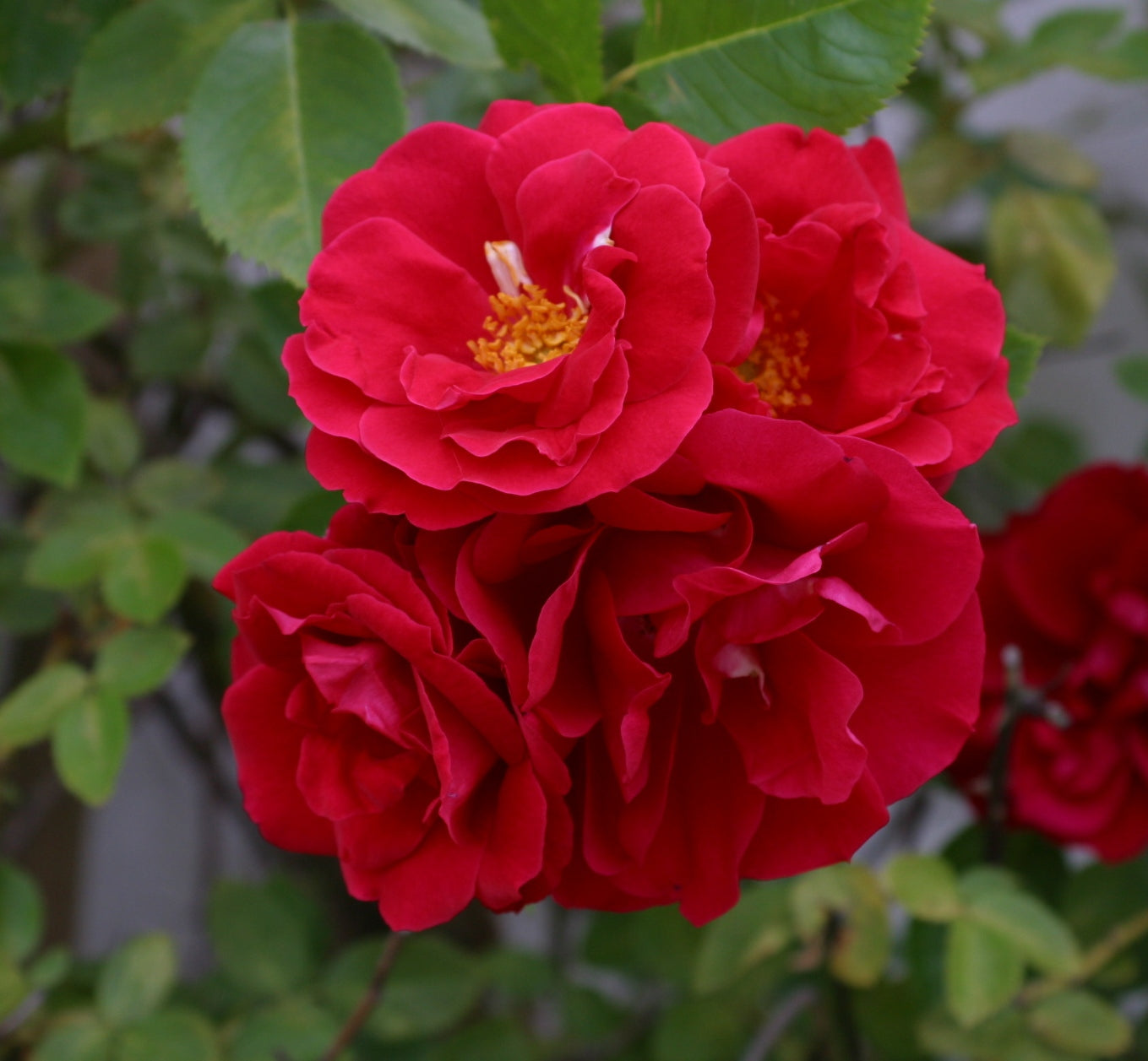 Kastanienrot Rot selten Rose Blumensamen zur Aussaat – hochwertige Qualitäts- Traditionssorte & ohne Gentechnik Samen Hausgarten