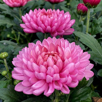Chrysantheme Robinson's Blumensamen zur Aussaat Bestäuber freundlich Traditionssorte & ohne Gentechnik Samen Hausgarten