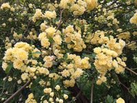 Rosa banksia blume samen for anpflanzung - drought tolerant, heirloom & gmo free samen for home garten
 
 sale samen for home garten