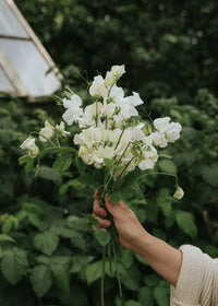 Creme Wicke Blumensamen zur Aussaat kompakt Wuchs Traditionssorte & ohne Gentechnik Samen Hausgarten