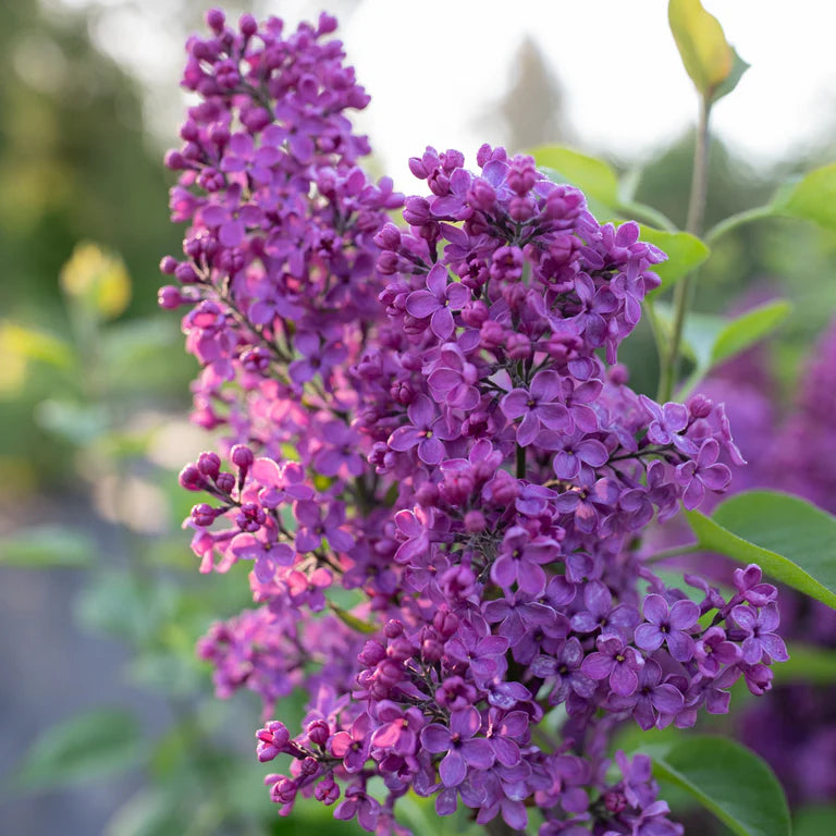 Lila Stachys Blumensamen zur Aussaat farbenfroh Schau Traditionssorte & ohne Gentechnik Samen Hausgarten