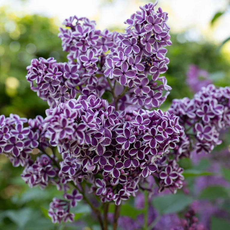 Lilac Lila Blume Samen zur Aussaat – mehrjährig Garten Blüten