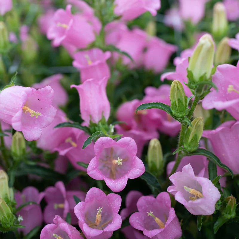 hell Rosa Canterbury Bells Blumensamen zur Aussaat robust Sorte Traditionssorte & ohne Gentechnik Samen Hausgarten