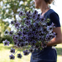 Nigella Love the Mist Delft Blau Samen Blau Blüten