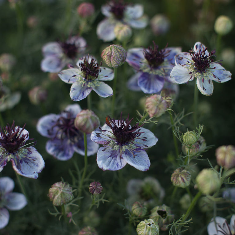 Nigella Love the Mist Delft Blau Samen Blau Blüten