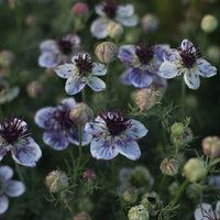 Nigella Love the Mist Delft Blau Samen Blau Blüten