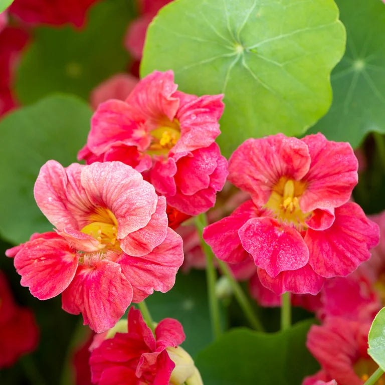 Rosa Tropaeolum Majus Blumensamen zur Aussaat duftend Blüten Traditionssorte & ohne Gentechnik Samen Hausgarten