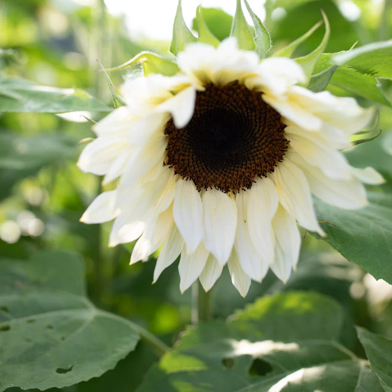 Weiß Sonnenblume Blumensamen zur Aussaat – saisonal Dauerblüher – Traditionssorte & ohne Gentechnik Samen Hausgarten