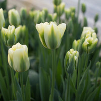 Gelb Grün Tulpe Blumensamen zur Aussaat – Landhaus Garten wichtig – Traditionssorte & ohne Gentechnik Samen Hausgarten