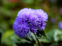 Floss blume blooming samen for gardens