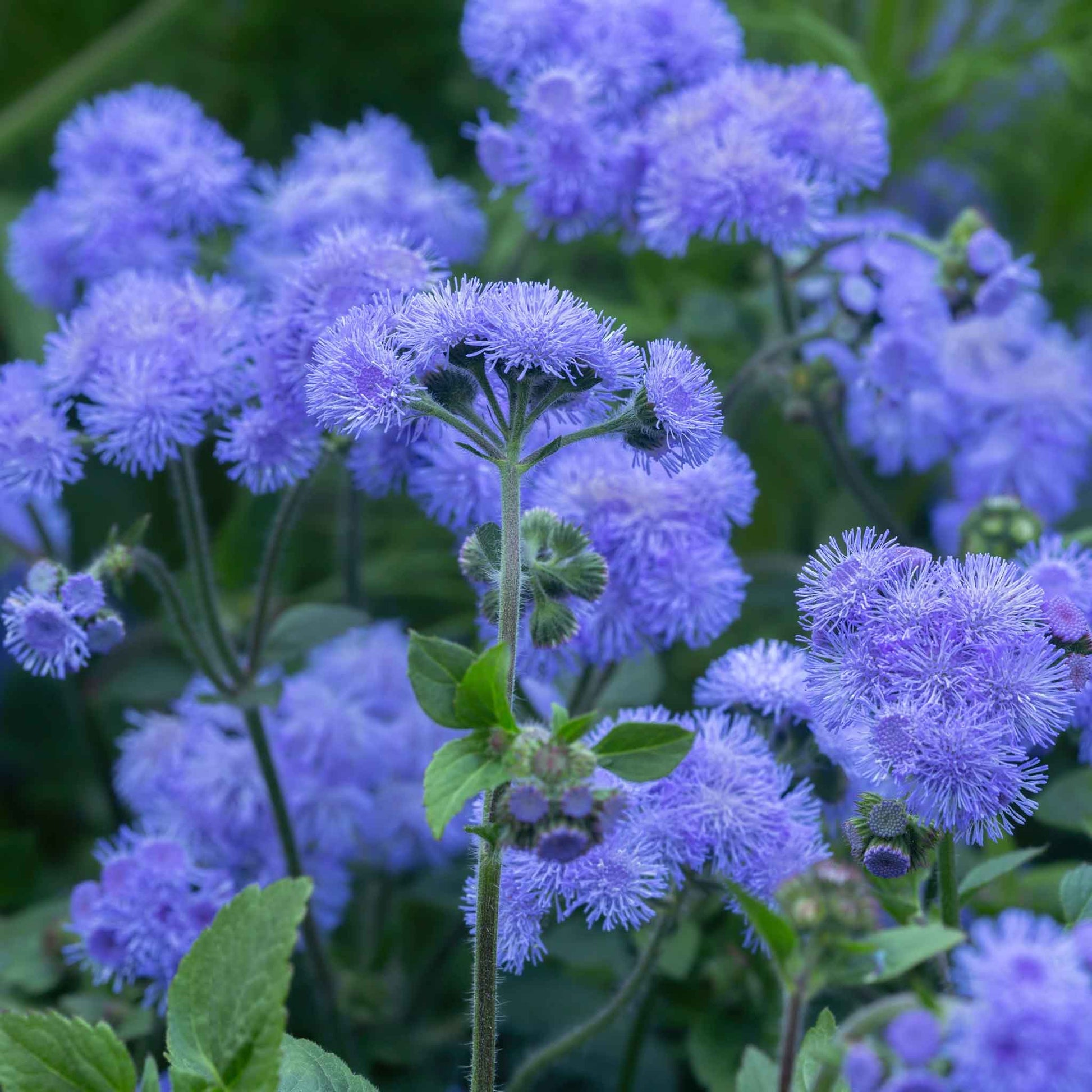 Non gmo floss blume samen