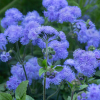 Non gmo floss blume samen