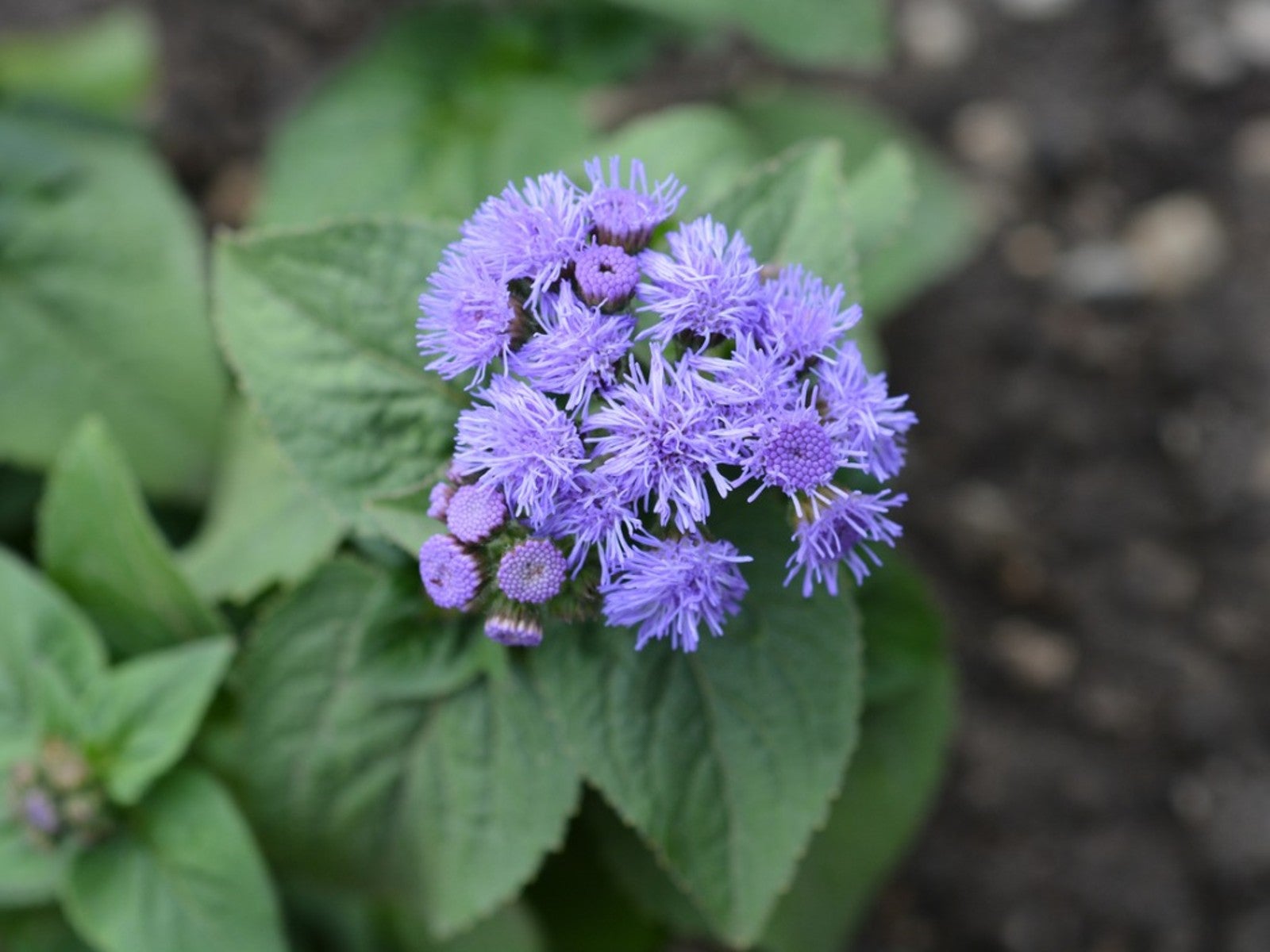 Ornamental floss blume samen for landscapes