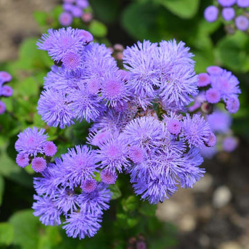 Floss blume samen for easy anpflanzung