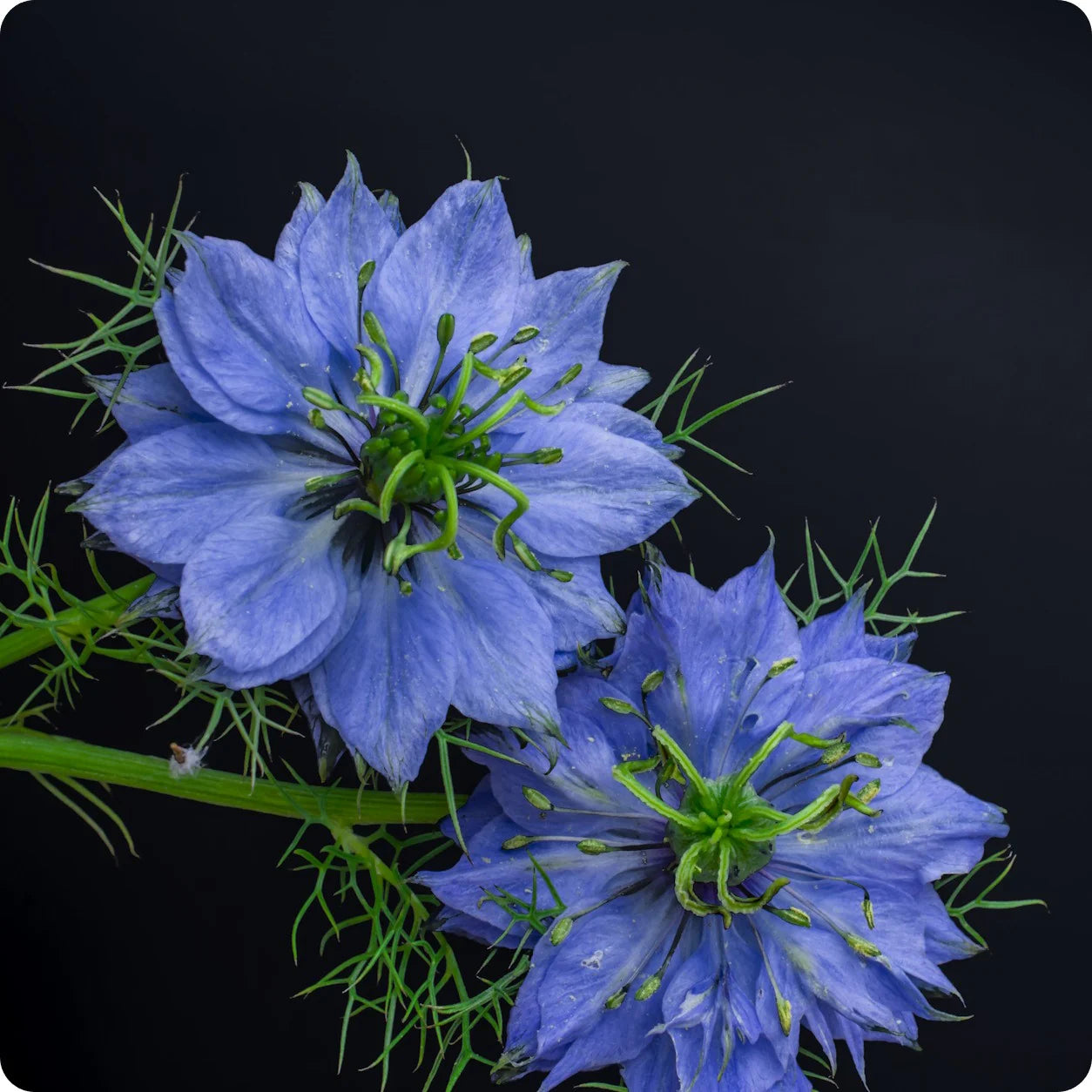 Blau Nigella Jekyll Blumensamen zur Aussaat – leuchtend Blüten – Traditionssorte & ohne Gentechnik Samen Hausgarten