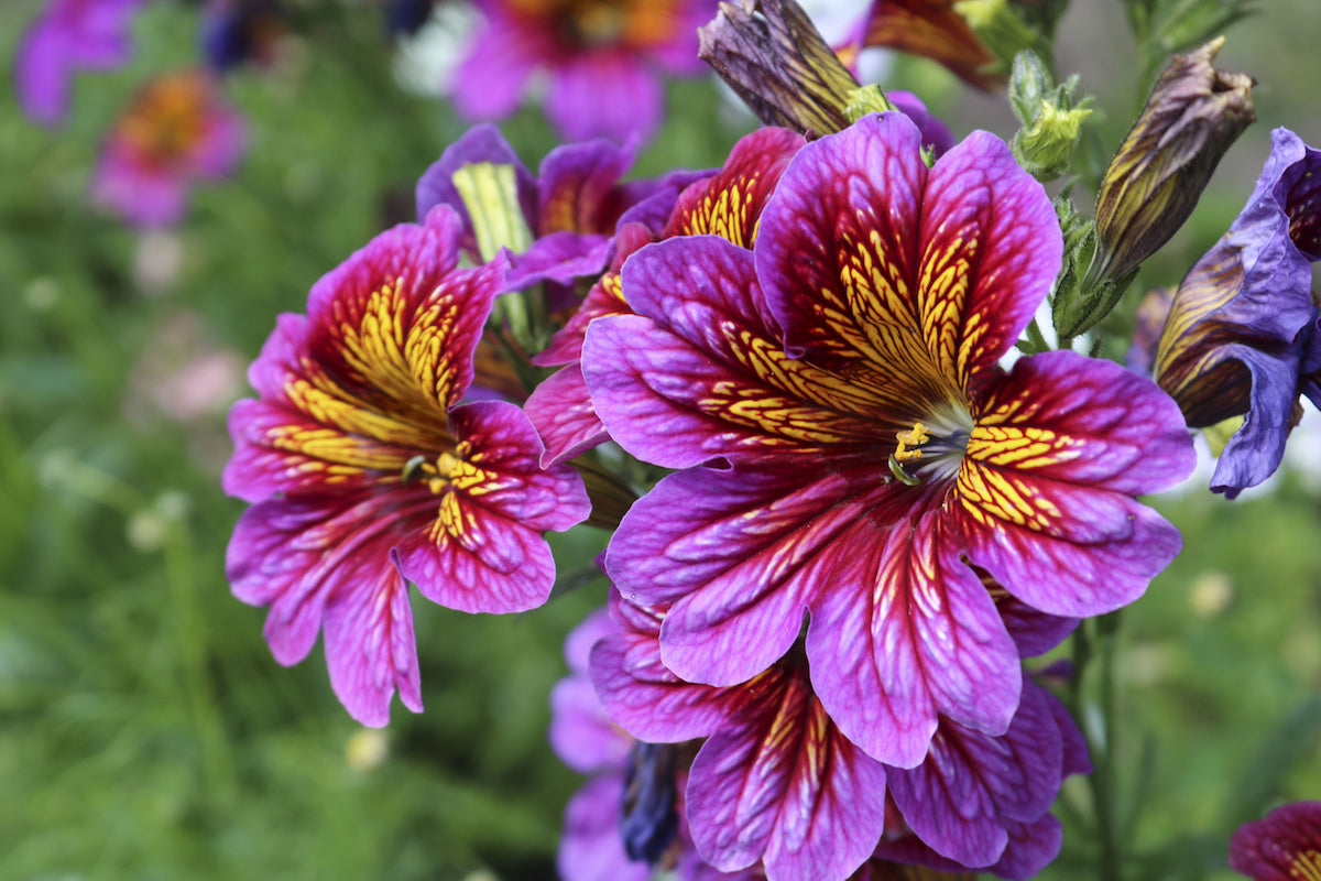 Salpiglossis (salpiglossis blume) samen for anpflanzung in home garten
