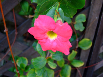 Sanderi Dipladenia Blumensamen zur Aussaat