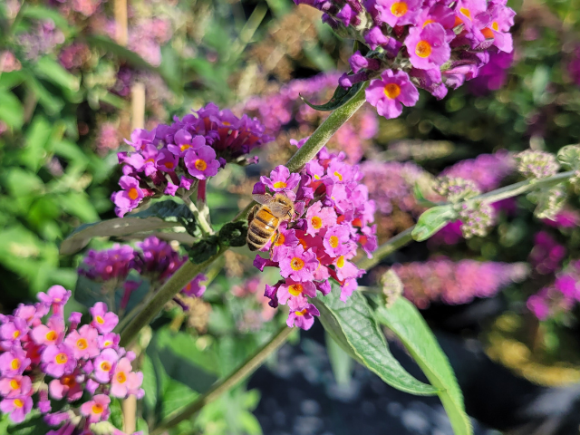 Sommerflieder Trikolore Blumensamen zur Aussaat hochwertige Qualitäts- Traditionssorte & ohne Gentechnik Samen Hausgarten