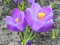 Lila Blume Pot Blumensamen zur Aussaat – hochwertige Qualitäts- – Traditionssorte & ohne Gentechnik Samen Hausgarten