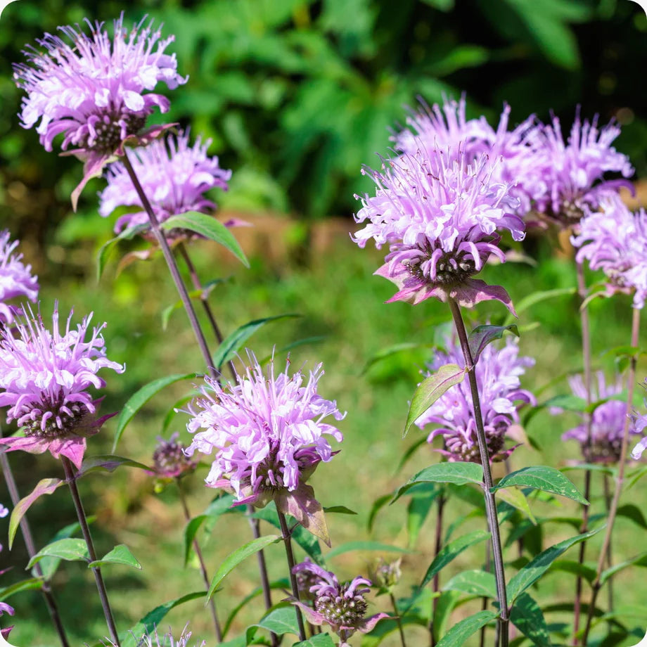 Monarda Fistulosa Blumensamen zur Aussaat Anzucht Traditionssorte & ohne Gentechnik Samen Hausgarten
