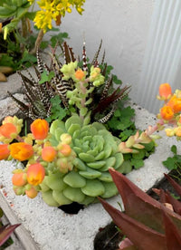 Gelb Grün Succulent Blumensamen zur Aussaat Drought verträglich Traditionssorte & ohne Gentechnik Samen Hausgarten