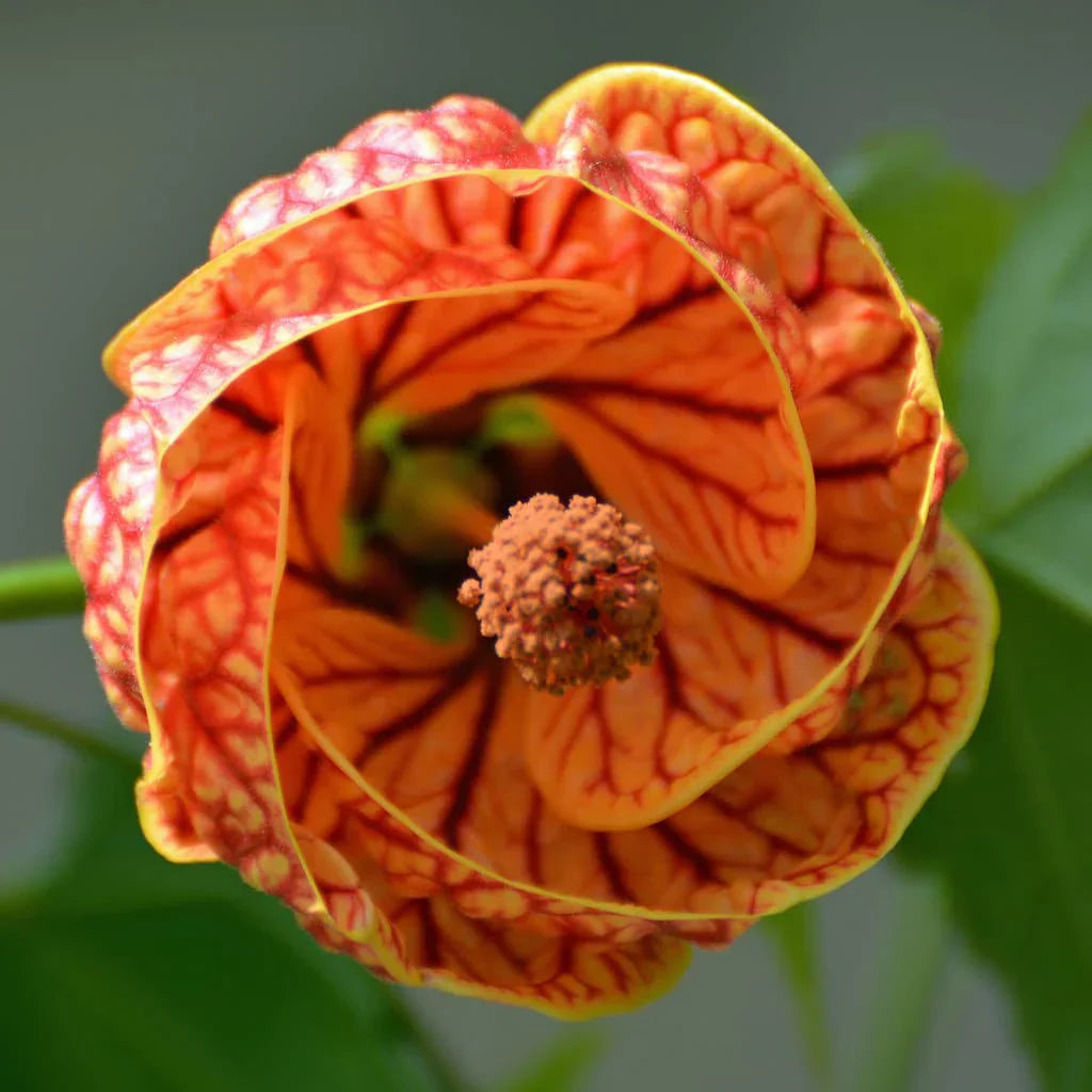 Flowering maple abutilon samen
