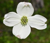 Cornus Blumensamen zur Aussaat – duftend Blüten – Traditionssorte & ohne Gentechnik Samen Hausgarten
