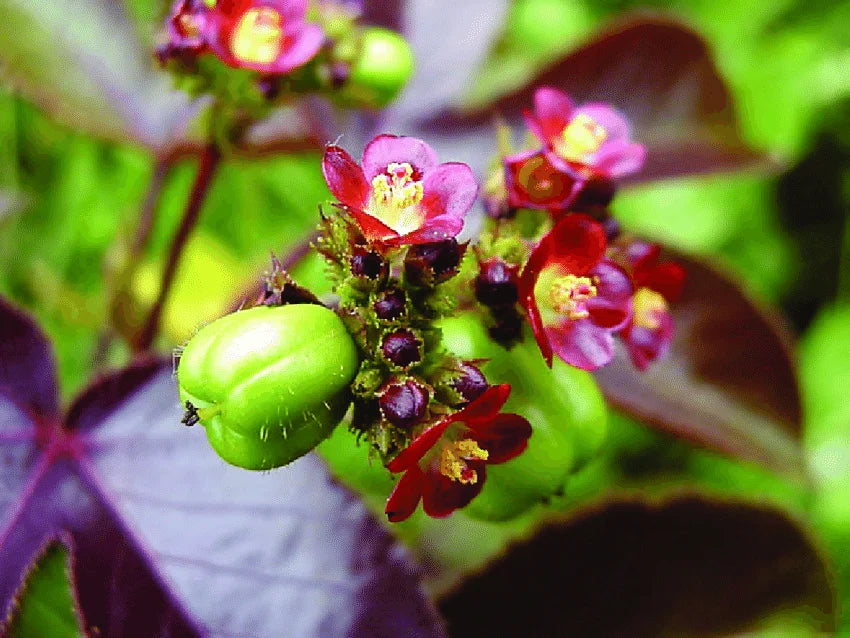Rot Bellyache Strauch Blumensamen zur Aussaat ideal Rabatten Traditionssorte & ohne Gentechnik Samen Hausgarten