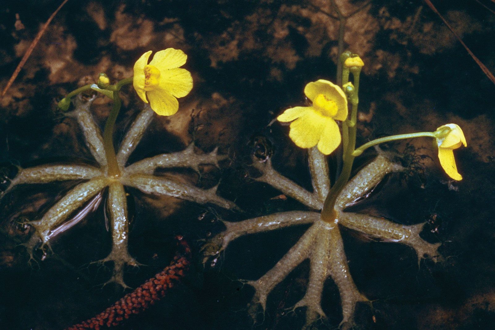 Bladderwort Blumensamen zur Aussaat Anzucht einzigartig Aquatic Blüten
