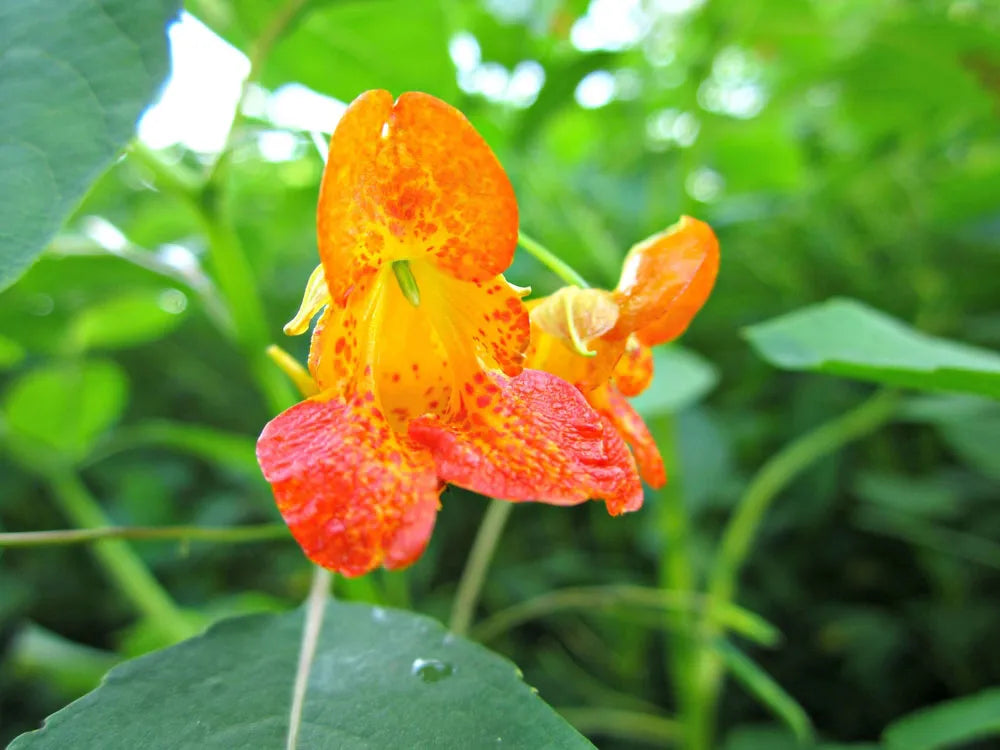 Orange Weiß Springkraut Blumensamen zur Aussaat – Traditionssorte ohne Gentechnik biologisch Garten Samen Keimung