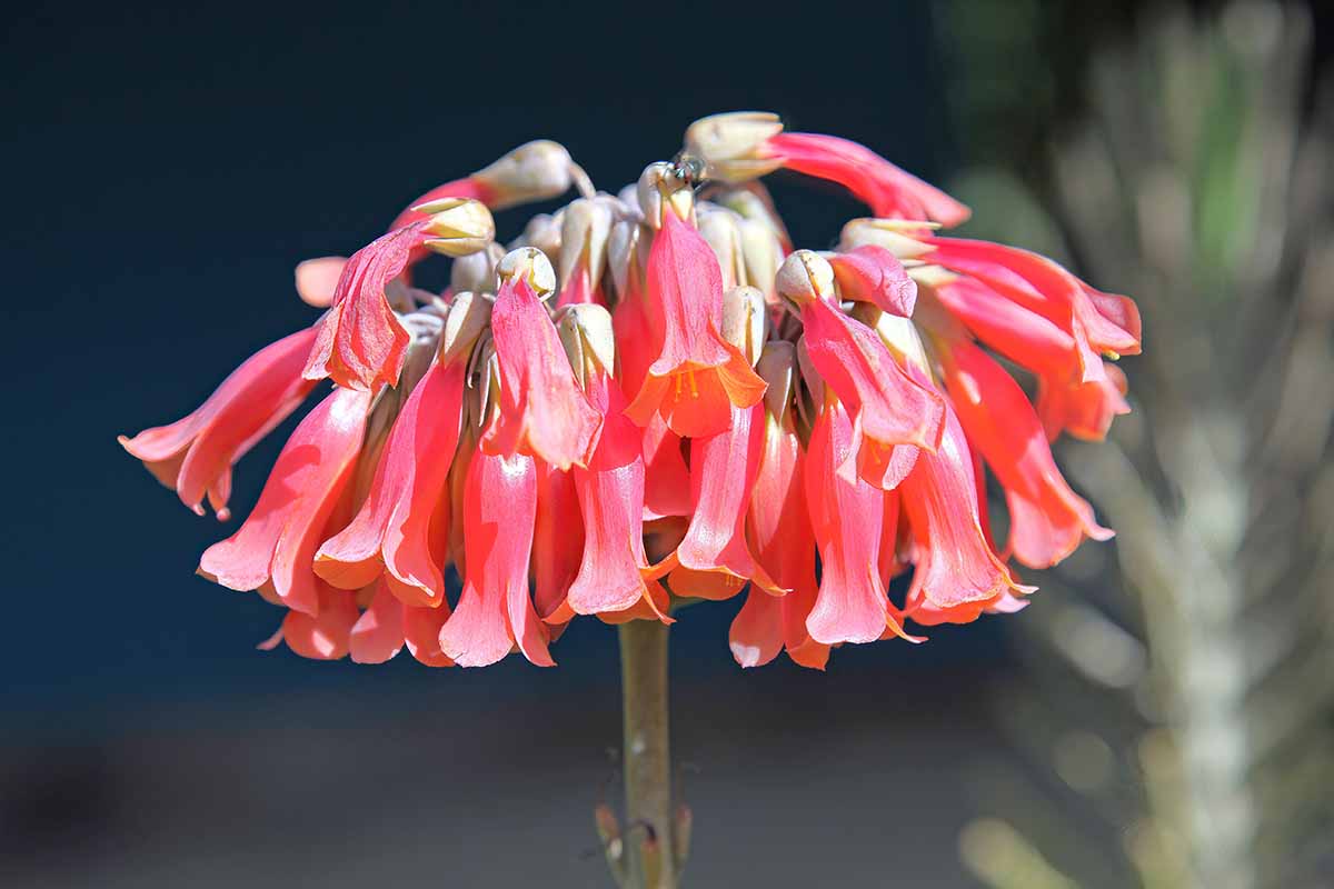 Chandelier Blumensamen zur Aussaat Landhaus Garten wichtig Traditionssorte & ohne Gentechnik Samen Hausgarten