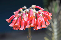 Chandelier Blumensamen zur Aussaat Landhaus Garten wichtig Traditionssorte & ohne Gentechnik Samen Hausgarten