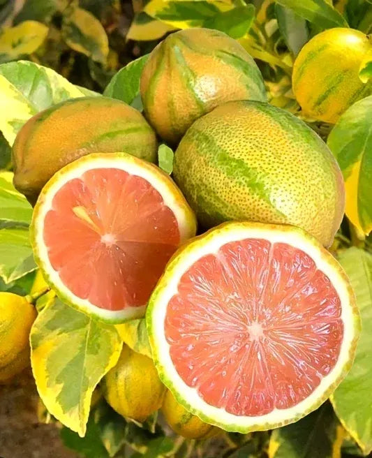 Semi di limone rosa per una facile coltivazione