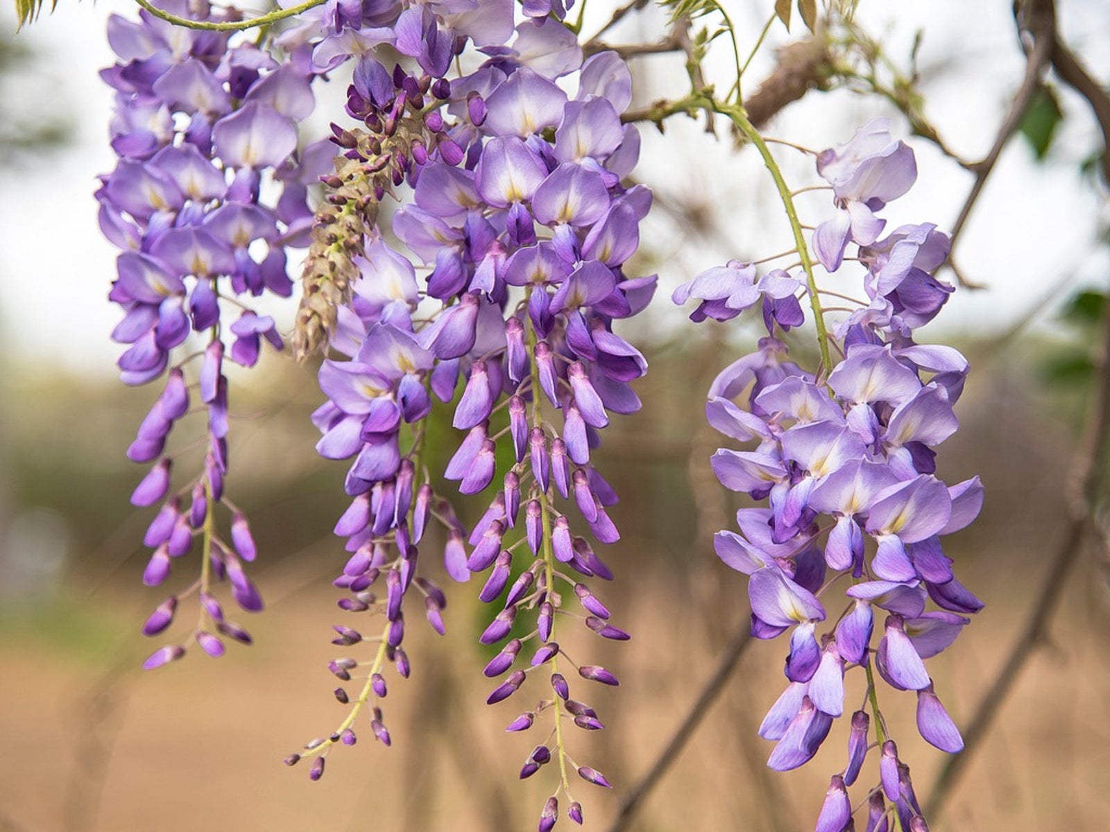 Blauregen Blumensamen zur Aussaat – Drought verträglich – Traditionssorte & ohne Gentechnik Samen Hausgarten