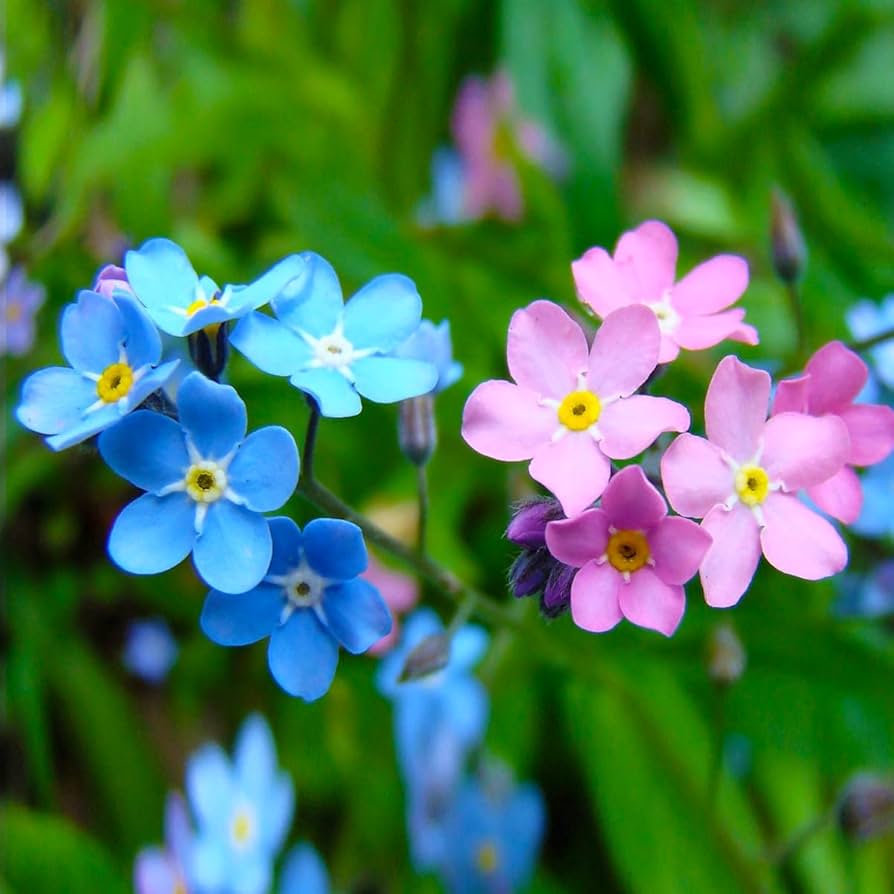Forget-me-not blau blumen for garten