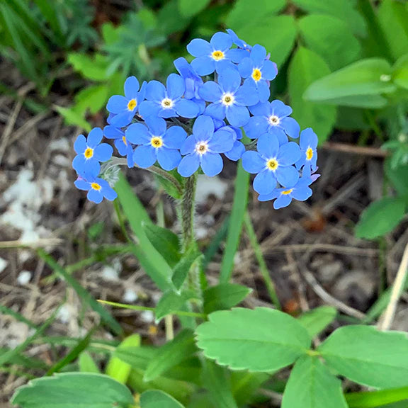 Blau Myosotis Sylvatica Blumensamen zur Aussaat kompakt Wuchs Traditionssorte & ohne Gentechnik Samen Hausgarten