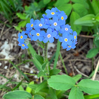 Blau Myosotis Sylvatica Blumensamen zur Aussaat kompakt Wuchs Traditionssorte & ohne Gentechnik Samen Hausgarten
