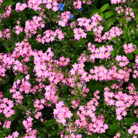 Rosa Myosotis Blumensamen zur Aussaat Charming einjährig Blüten